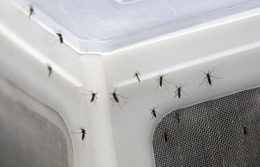 Alerta por cifras de malaria, dengue y chikungunya en el país