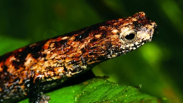 Por la conservación de los anfibios
