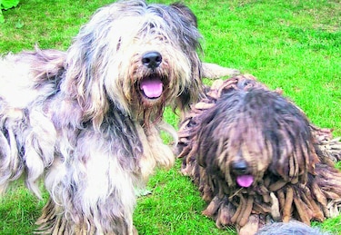 Asociación aprueba nuevas razas perrunas