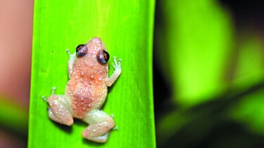 Luchadoras por el ambiente