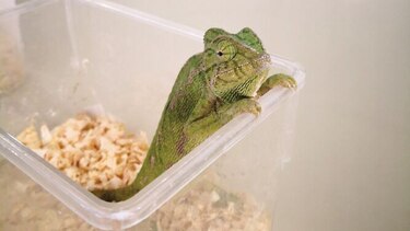 Rescatan a miles de reptiles que serían carteras y billeteras