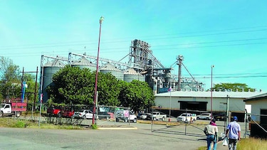 Solo 2 mil hectáreas de maíz fueron aseguradas