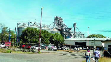 Solo 2 mil hectáreas de maíz fueron aseguradas