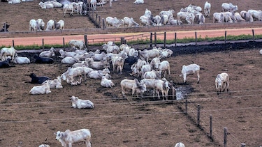 Crece sacrificio bovino en 15.8%