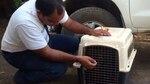 Rescatan ejemplar de mono araña; estaba en un circo