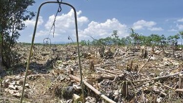 Plantaciones de banano van quedando en el olvido