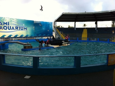 La orca Lolita volverá a las aguas que la vieron nacer cinco décadas después
