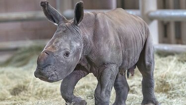 Rinoceronte blanco podría ayudar a salvar subespecie