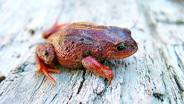 Encuentran una nueva especie de rana en Perú