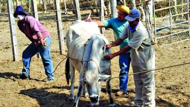 Forrajes para paliar la sequía