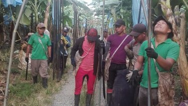 Mitradel, empresa bananera y trabajadores intentan llegar a acuerdo