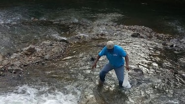 El martes se conocerá causa de muerte de anfibios en el río Tolé