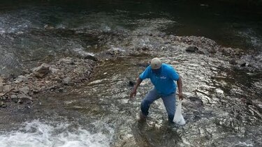 El martes se conocerá causa de muerte de anfibios en el río Tolé