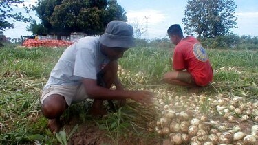 Cebolleros de Natá piden al Gobierno contrato de compra y venta