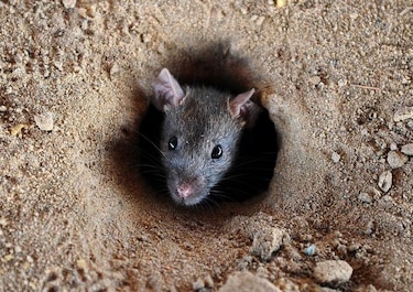 Ratones infestaron los asentamientos humanos hace 15 mil años