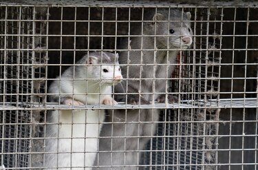 Los visones, en el punto de mira de la lucha contra el coronavirus