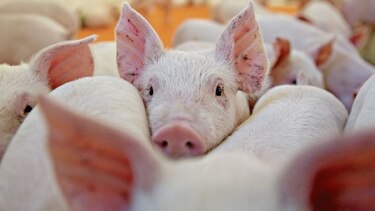Sector porcino solicita ser excluido de TLC