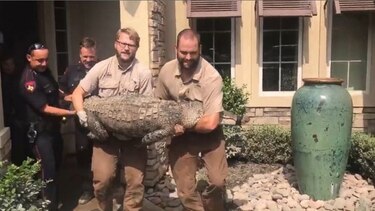 Tras Harvey, un hombre halla un cocodrilo en su comedor
