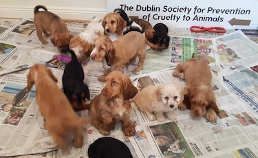 Irlanda, centro europeo de cría ilegal de perros de raza