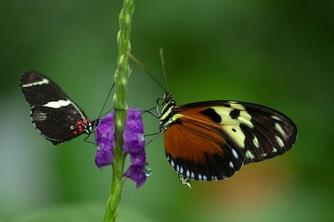 Las mariposas: hermoso tesoro natural