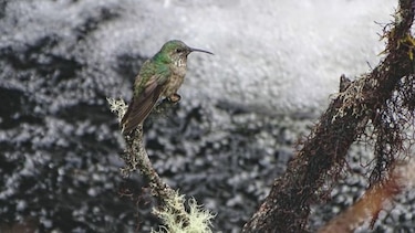 Ecuador deslumbra con atípico hallazgo de una nueva especie de colibrí