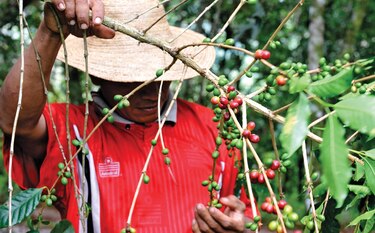 Cadena de café presenta propuesta contra la Covid-19