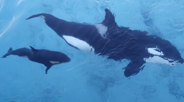Ordenan proteger a las orcas en el estado de Washington