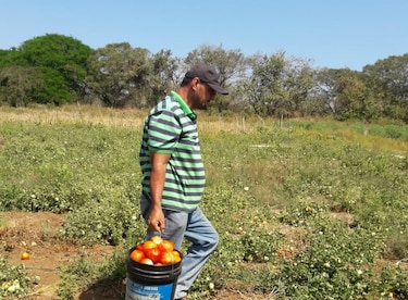 Productores santeños esperan cosechar 8 mil toneladas métricas de tomate
