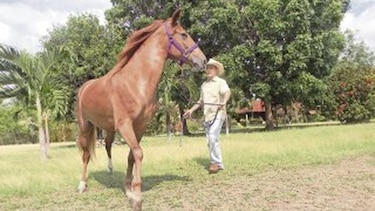 Cría de caballos de paso toma fuerza en Punta Barco