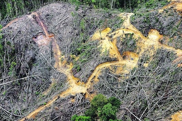La FAO demuestra que la pérdida de masa forestal es menor que la esperada