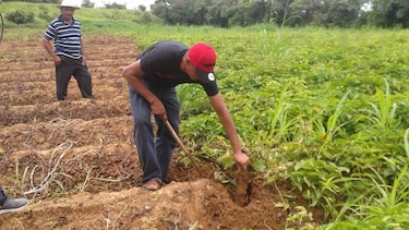 Herrera: Productores de ñame piden frenar contrabando