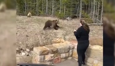 Mujer es encarcelada en Estados Unidos por acercarse a una osa grizzly para una foto