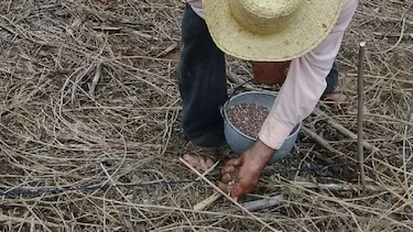 En Los Santos prueban una nueva semilla de maíz biofortificado