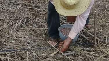 En Los Santos prueban una nueva semilla de maíz biofortificado