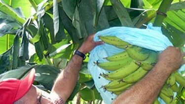 Insectos dañan producción de plátanos en Azuero