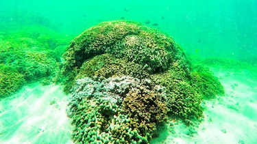 Analizarán bancos de coral desde el aire