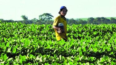 Se recupera producción de soja en Paraguay