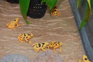 Logran reproducir en cautiverio ranas doradas en El Valle de Antón