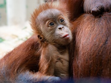Así nace un orangután por cesárea 