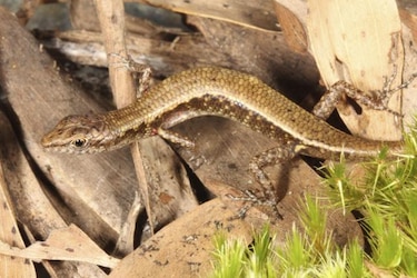 Descubren tres nuevas especies de animales en el noreste australiano