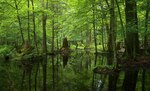 La ciudad de Hebrón y bosque polaco de Bialowieza, en agenda de la Unesco