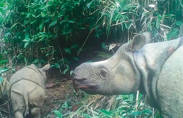 Avistan cachorros de rinocerontes de especie en extinción