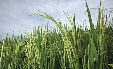 $4 millones para el sector agro 