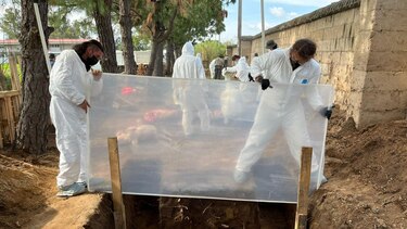 Los cerdos y los insectos que están ayudando a encontrar a los desaparecidos en México