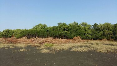 Ministerio de Ambiente investiga devastación de mangles en playa El Agallito, Chitré