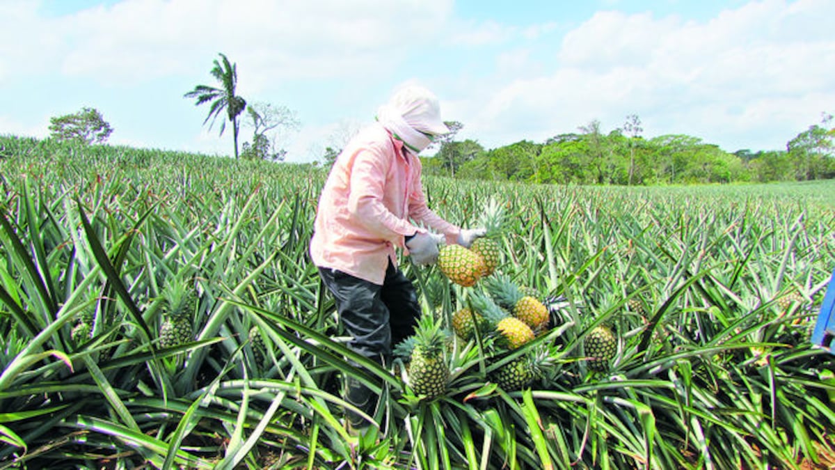 Cae la producción y exportación de piña | La Prensa Panamá