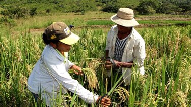 Siembra de arroz, en aprietos