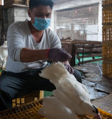 Detectan un cuarto caso de gripe aviar H7N9 en el sur de China