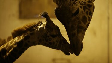 Muerte de jirafa y rino causa alarma en zoo de Buenos Aires