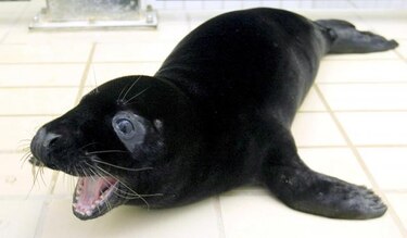 Restricciones rusas al comercio de pieles de foca preocupan en Canadá